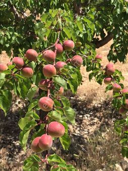 Girişimci'den Antalya Korkutelin'de 28 Dönüm Bahçe