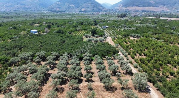 Kemalpaşa Yiğitler'de 2190m2 Tek Tapu Kelepir Kirazlık !!