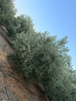 15 Dönüm, 650 Zeytin, 10 İncir Ağaçlı Bakımlı Tarla | Dalaman-fethiye Yolu Üzerinde