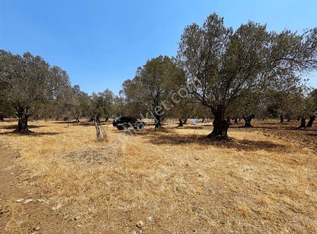 Tepeoba'da Uygun Fiyatlı Yatırımlık Zeytinlik