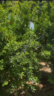 Antalya Konyaaltı Akdamlar'da Güzel Bir Konumda Satılık Arsa