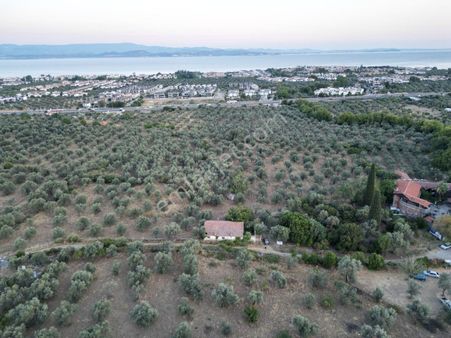 Poyraz Gayrimenkul'den Güre'de Satılık Elektirik Suyu Olan Yatırımlık Zeytinlik