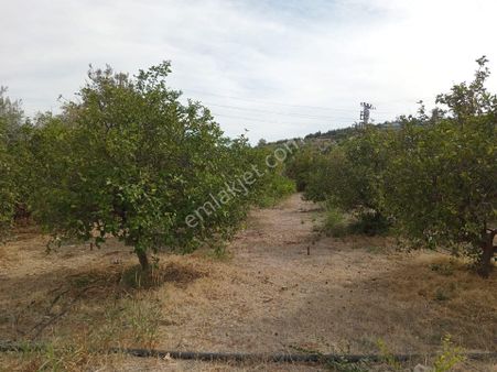Mersin Erdemli Çiftepınar Mahallesi Dedekavak Mevkii Nde 1719 M.kare Acil Satılık Tarla