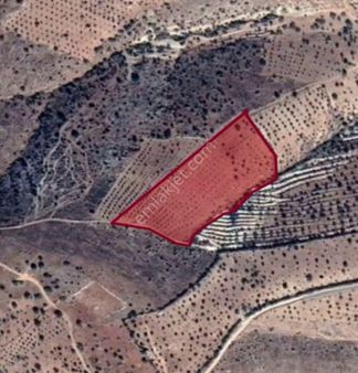 Nizip Salkım Da 11,750 M² Tek Tapu Çok Uygun Fıstıklık