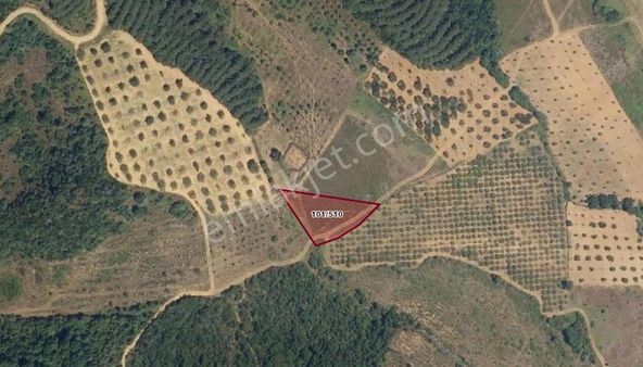 Bursa Mudanya Mirzaoba Mhde Satılık Yatırımlık Tarla