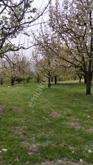 Burhan Ardıç'tan Keles Uzunözde Muhteşem Bahçe Toplam 18917 M2