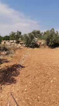 Batısandalda Hafriyatı Yapılmış Yol Cepheli Satılık Tarla