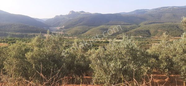 Sakarya/geyve/doğantepe'de Satılık Zeytinlik