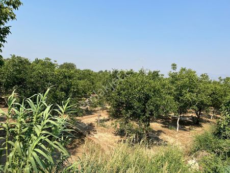 Yalınkuyuda 6400 Metre Yolu Ve Suyu Olan Bahçe