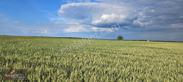 Edirne Süloğlu Tatarlar Köyünde Müstakil Tapu 5384 M2 Tarla