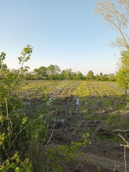 Samsun Çarşamba Epçeli 67 Mt Yol Cepheli 7.910 M2 Tarla Otobana 2.500 Metre