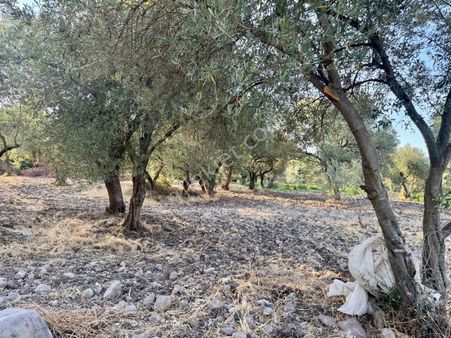 Satılık Zeytinlik