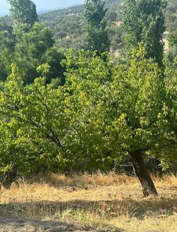 Gömeç Neşe Emlak Tan Hacıhüseyin Lerde Satılık Bahçe