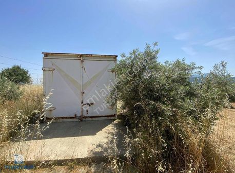 Tire Turyap'tan Yenioba Mah Satılık Zeytinlil