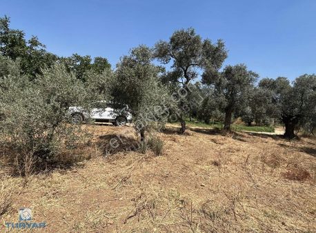 Torbalı Helvacı Mah 831m2 Aile Mirasından Satılık Zeytinlik