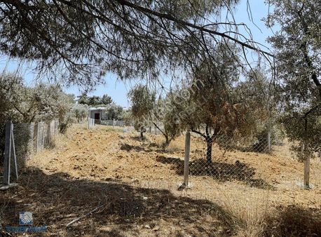 Torbalı Dirmil Mah 1331m2 Satılık Zeytinlik Ve İncir Bahçesi