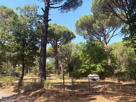 Bergama Kozak Yaylasında Satılık Çam Fıstıklı Tarla