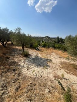 Manisa Saruhanlı Gözlet Tek Tapu Zeytinli Tarla