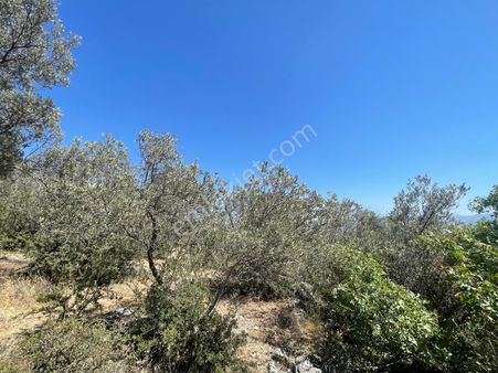 Edremit Hekimzade Mah İmara Yakın 3.500 M2 Satılık Zeytinlik