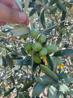 Fiber Emlak Manisa Akhisar Kapaklı Mh. Satılık Tek Tapu Zeytinlik