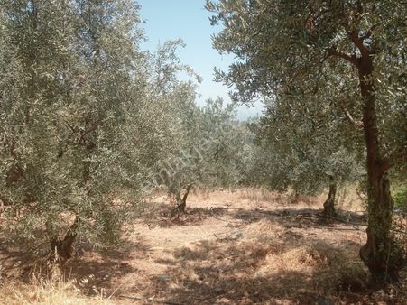 Manisa Salihli Şirin Yer Satılkk Tarla