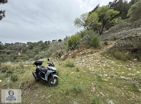 Ersan Özdemir İnşaattan Kızılkeçili'de 3.381m2 Satılık Zeytinlik