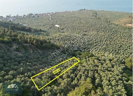 İznik Göllücede Satılık 1.405 M² Zeytinli, Göl Manzaralı Tarla