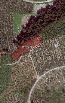 Mudanya Ömerbey De Ful Deniz Manzaralı Kadastro Yoluna Cephe Zeytinlik