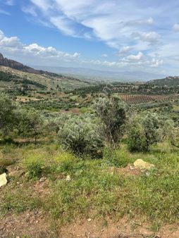 Salihli Sart Şirinyer’de Satılık Zeytinlik