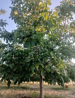 Kızılcabölük Yolu Altında Tavasa Yakın Cevizlik