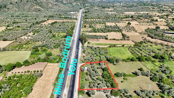 İzmir-bodrum Anayola Sıfır Zeytinli Tarla