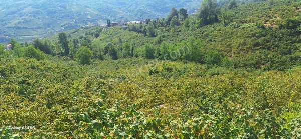 Şahinoğlu Emlaktan, Trabzon Derecik'te 13.560 M2 Merkeze Yakın Fındıklık