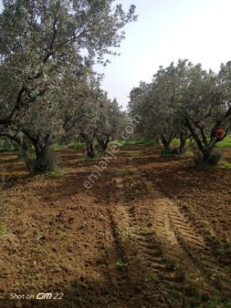 Satılık Zeytinlik Sarkoy Mureftede