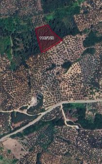 Mudanya Halilbeyde 4818 M2 Satılık Yatırımlık Zeytinlik