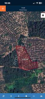 Mudanya Halilbeyde 4426 M2 Satılık Yatırımlık Zeytinlik