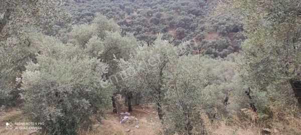 İzmir Bayındır Ergenli’de Satılık Fırsat Zeytinlik