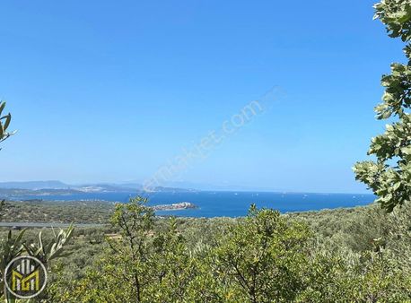 İzmir Aliağa Bölgesinde Deniz Manzaralı Yatırımlık Zeytinlik
