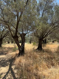 Köye Ve İlçe Merkezine Yakın 225 M2 Denıze 7 Km !! Gömeç Durslu Köyünde Satılık Zeytinlik