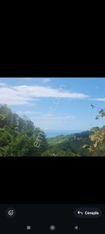 Fatsa Bolaman Palazlı Mahallesinde Güzel Lokasyonda Satılık Fındık Bahçesi