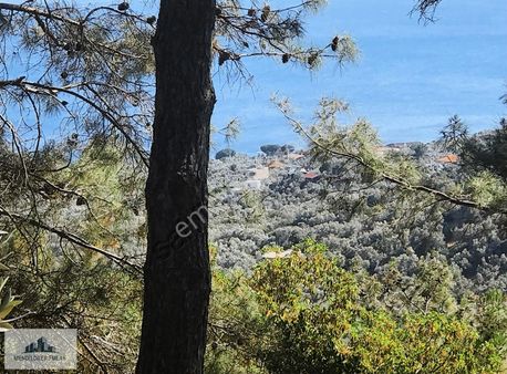 Sazlı Da İçinde 25 Adet Verimli Zeytin Olan Deniz Manzaralı..