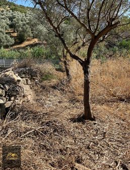 Işık Gayrimenkul'den Tire Eskiobada Muhteşem Konumda Arsa
