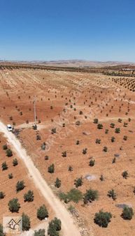 Oğuzeli Tek Tapu Zeytinlik Yol Üzeri