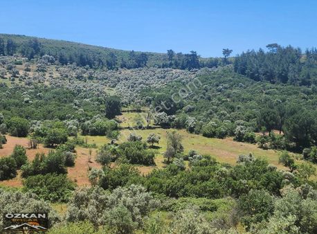 Özkan Emlaktan Yatağan Nebi Köyde İki Tapu 33,700m2 Zeytinlik