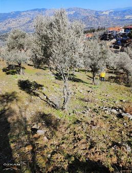 Yatağan Zeytin Köyde Satılık İki Tapu 1.532 M2 Köy İçi Tarla