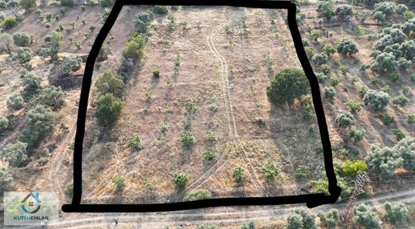 Nazilli Yalınkuyu Da Satılık Altı Dönüm İncir Bahçesi