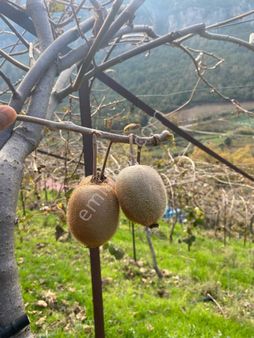 Özel Suyu Ve Evi Olan 5 Dönüm Kivi Ve Limon Bahçesi