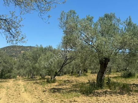 Sübeylidere Kelepir Zeytinlik