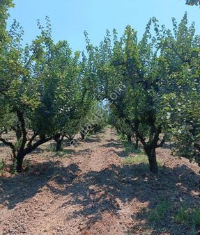 Yıldırım Emlak'tan Bursa Gürsu'da Satılık 1.827 M2 Ayva Bahçesi