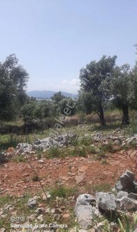 Öztülü Emlak'dan:zilliyetli Zeytinlik.kükürt Tesisine Yakın