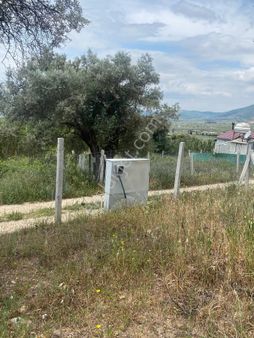 İzmir Torbalı Gold Emlaktan Satılık Hise Tapulu Tarla